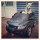 Illustration for article titled Top 12 Cutest Dogs In Land Rovers For National Love Your Pet Day